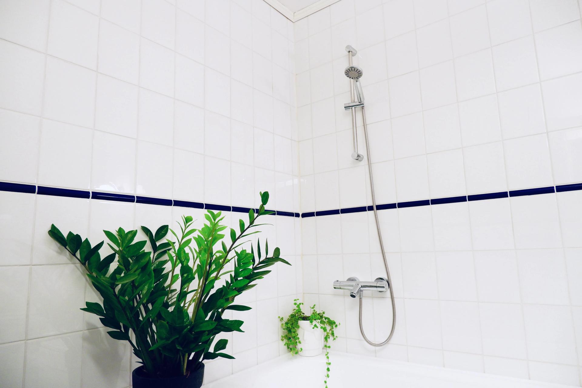 10+ Best Shower Plants to Hang In OR to Put In Your Bathroom