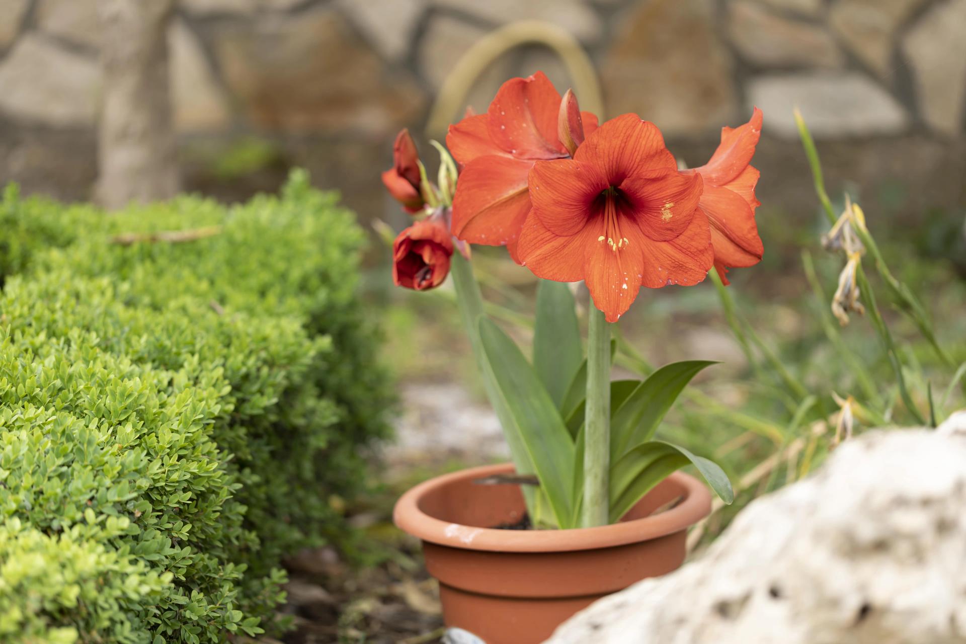 orange amaryllis in pot.jpg