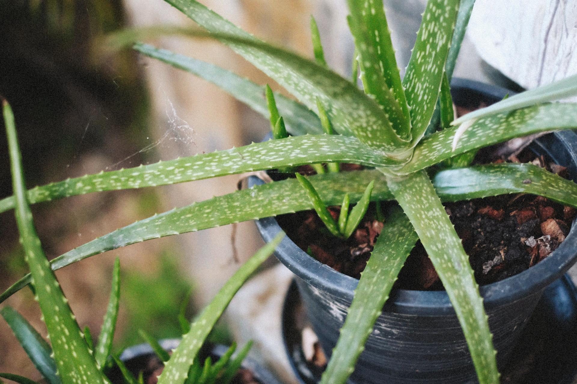 Aloe in the Living Room