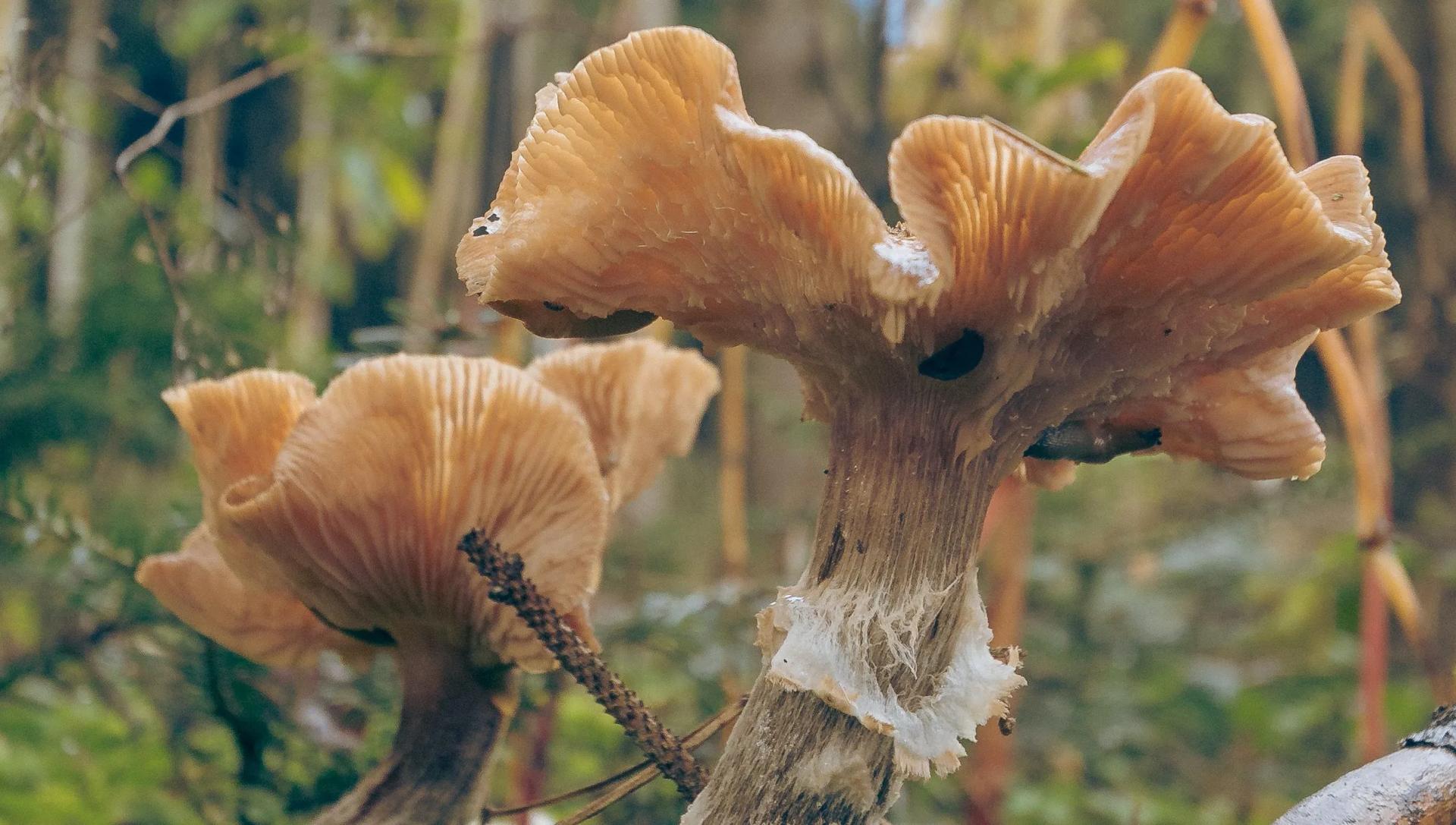 How to Get Rid of Mushrooms in Yard? 7+ Ways to Kill Fungus in Lawn