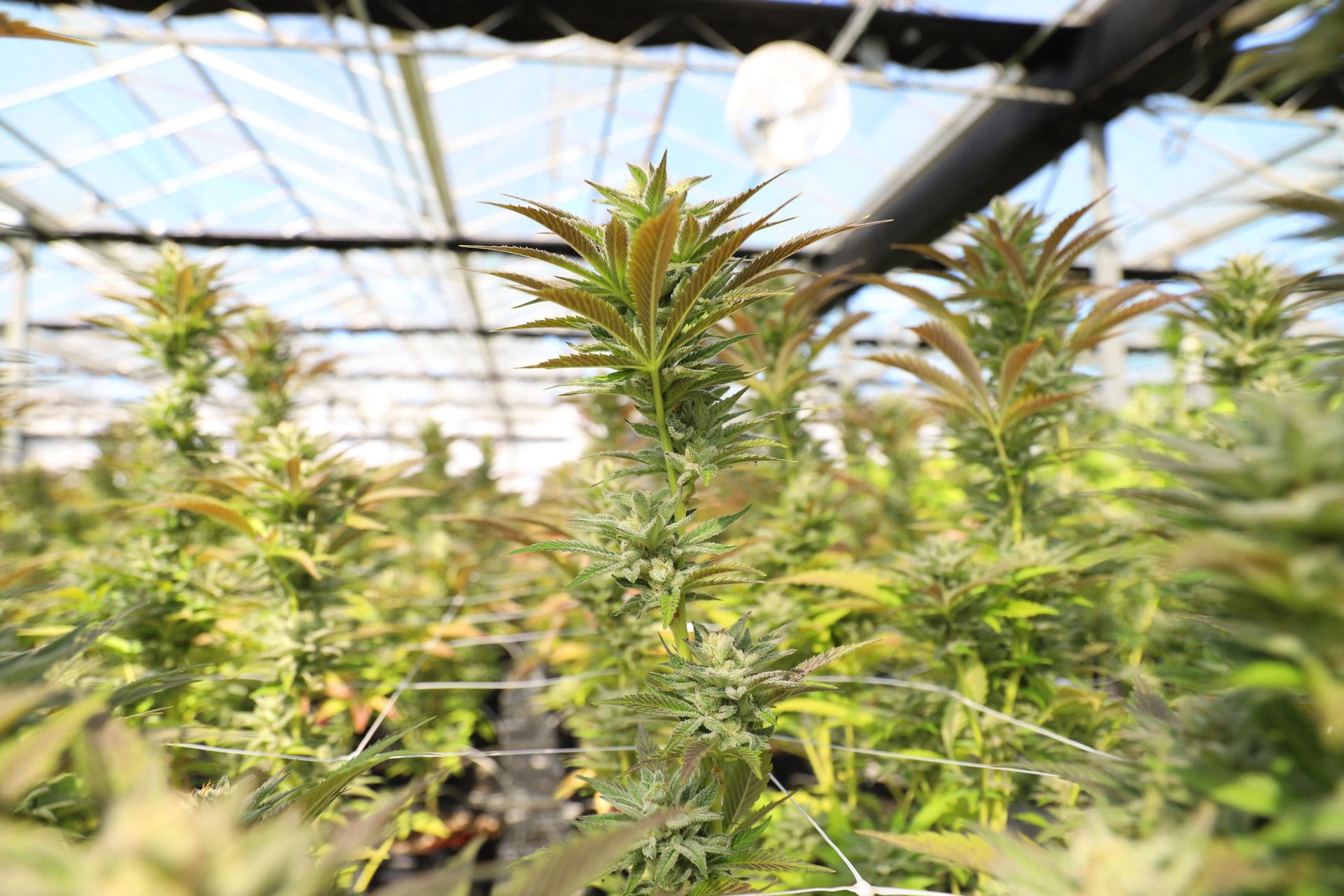 Multiple Cannabis Plants in the Greenhouse