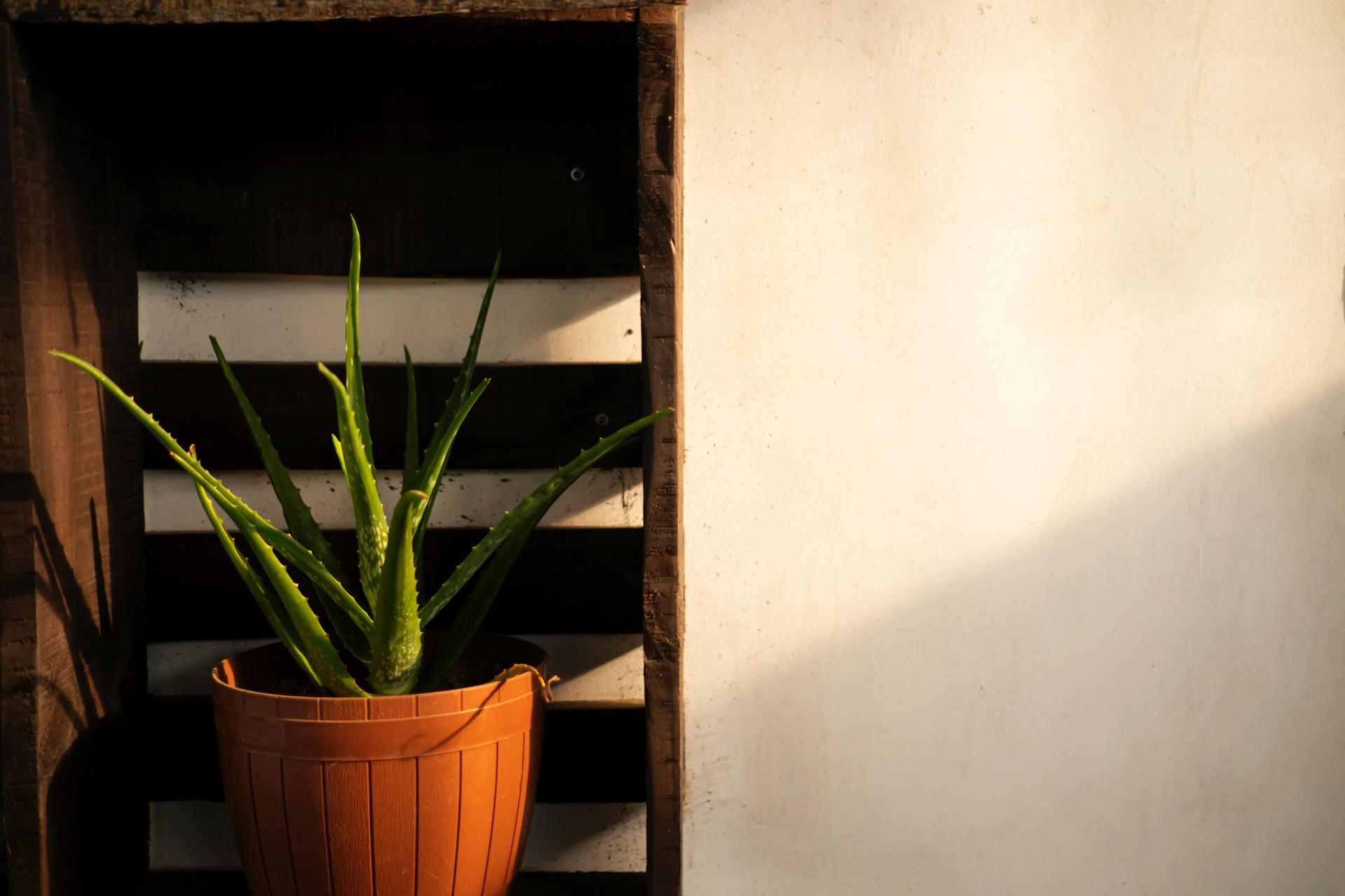 Aloe Vera in the Sunset Light