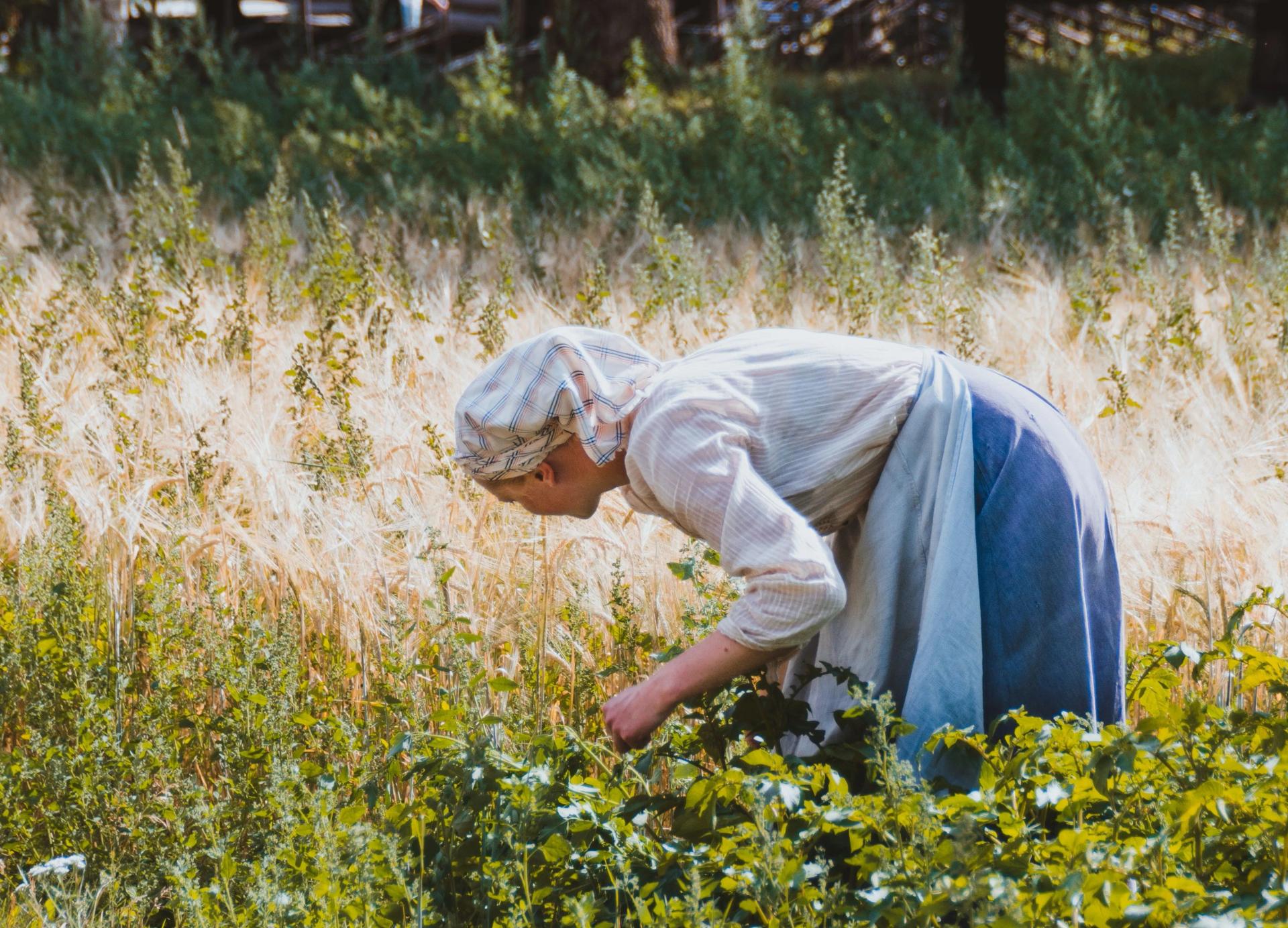 How to Get Rid of Mushrooms in Yard? 7+ Ways to Kill Fungus in Lawn