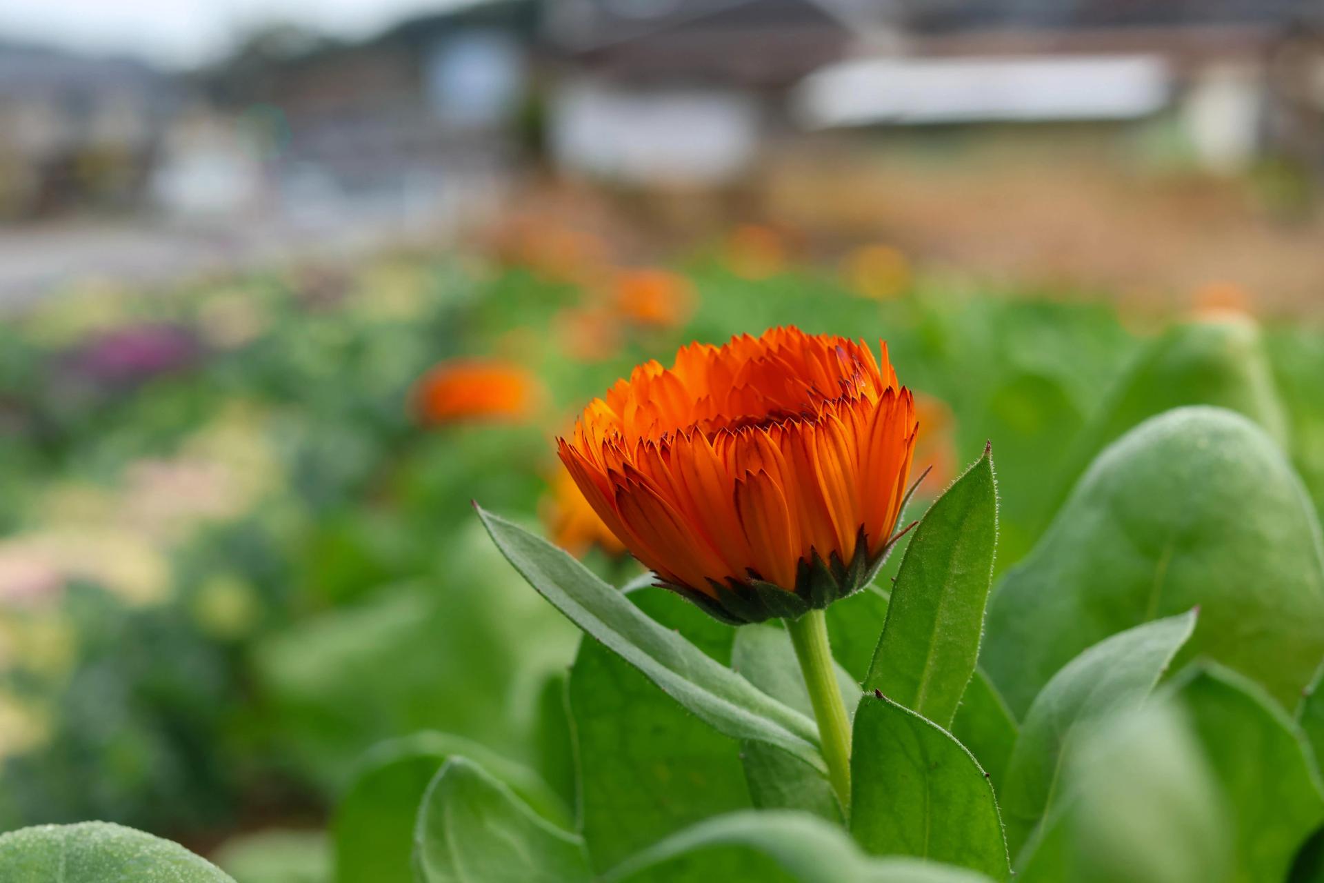 Young Marigold