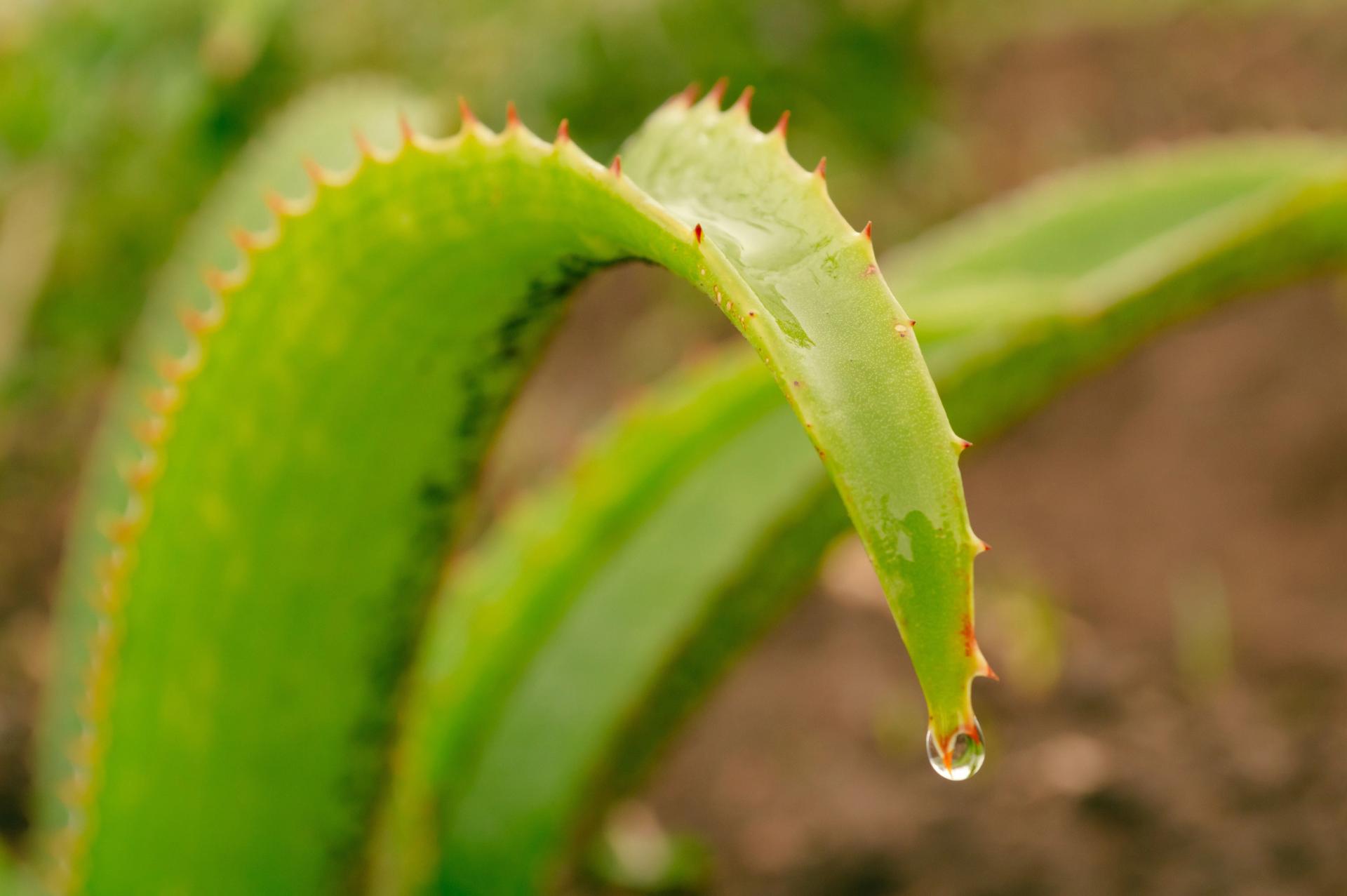 Drop on the Aloe Leaves