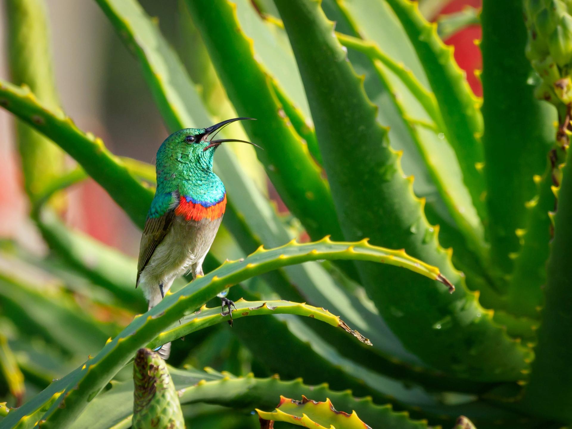 A Bird next to an Aloe