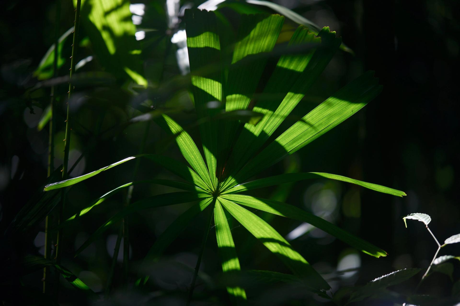 Shadows on Leaves