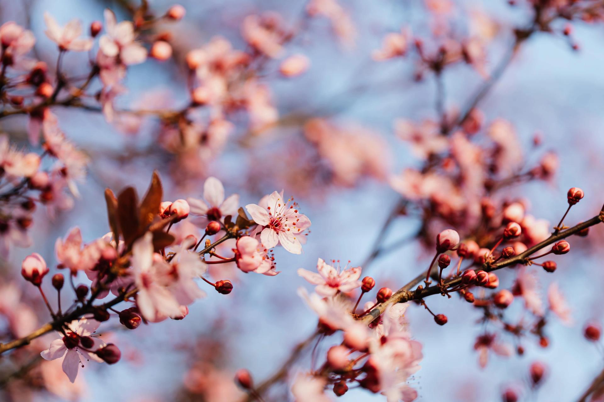 Cherry Blossoms Against the Blue Sky