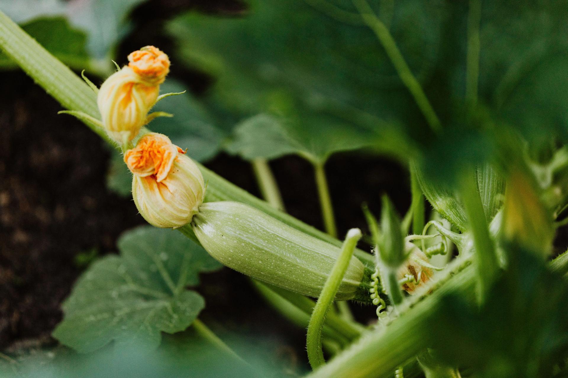 Zuccinis Fresh in the Garden