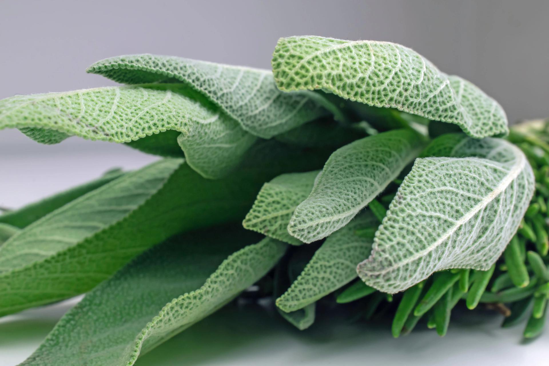 Sage Leaves