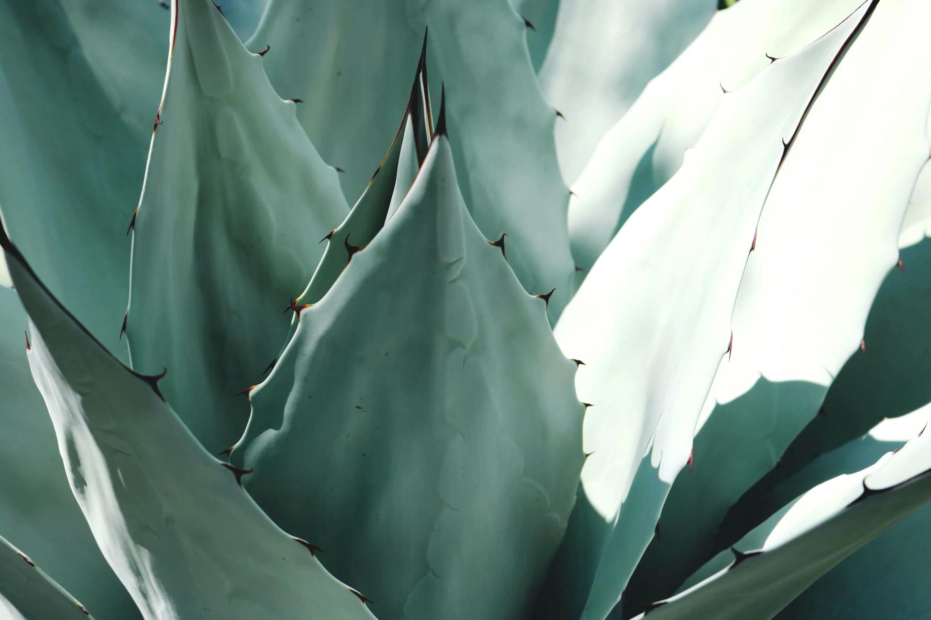Agave Closeup