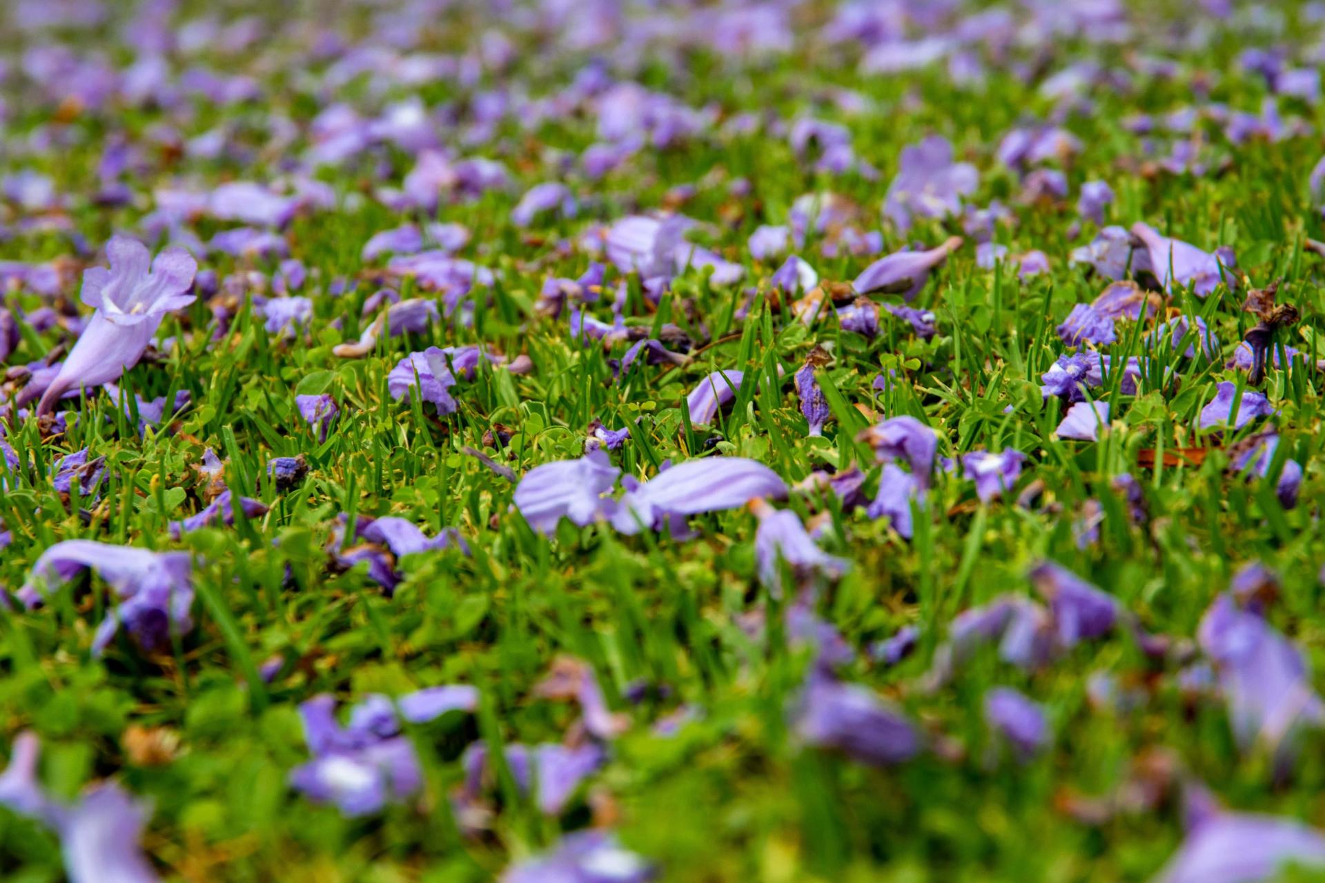 Wilting Flowers