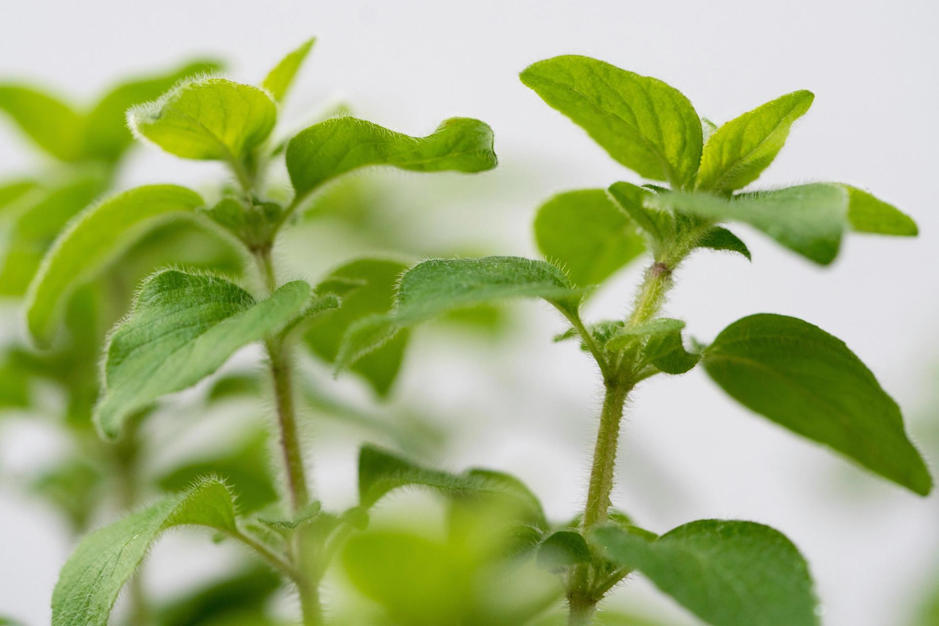 Oregano's Leaves