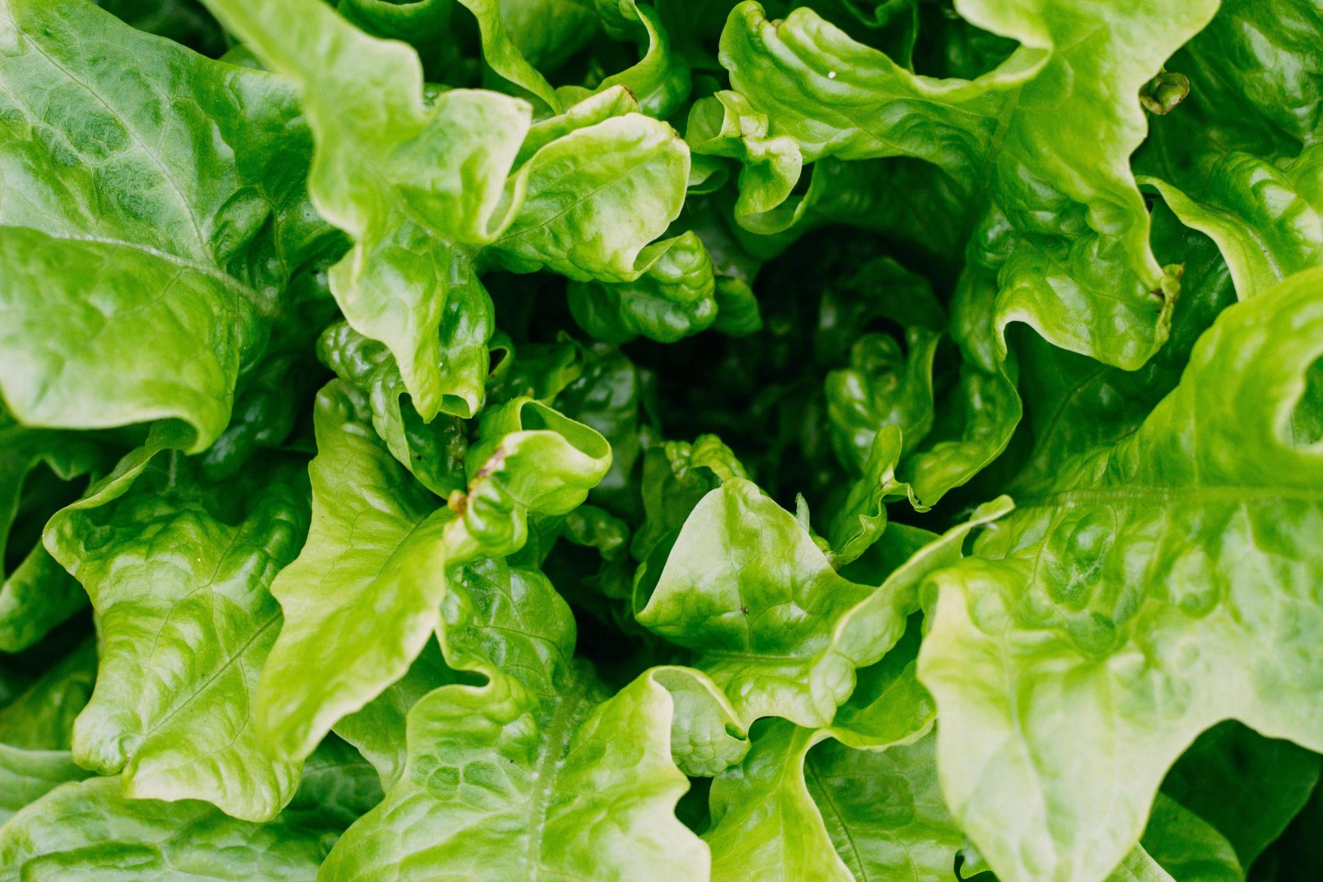 Lettuce Leaves