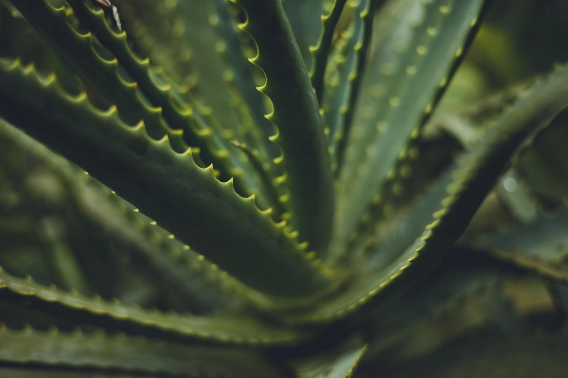 Aloe Vera Closeup