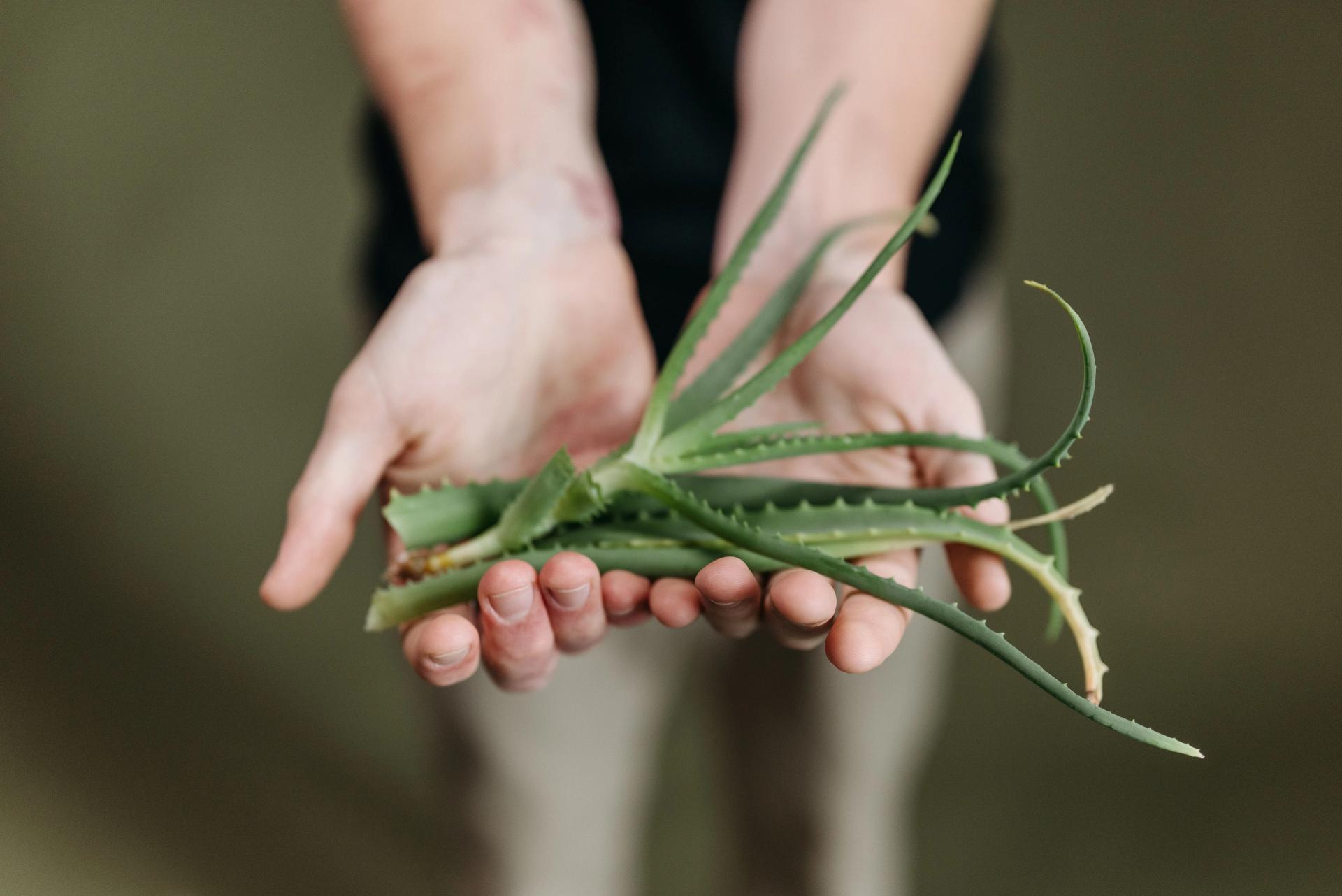 Aloe Vera in the Hands