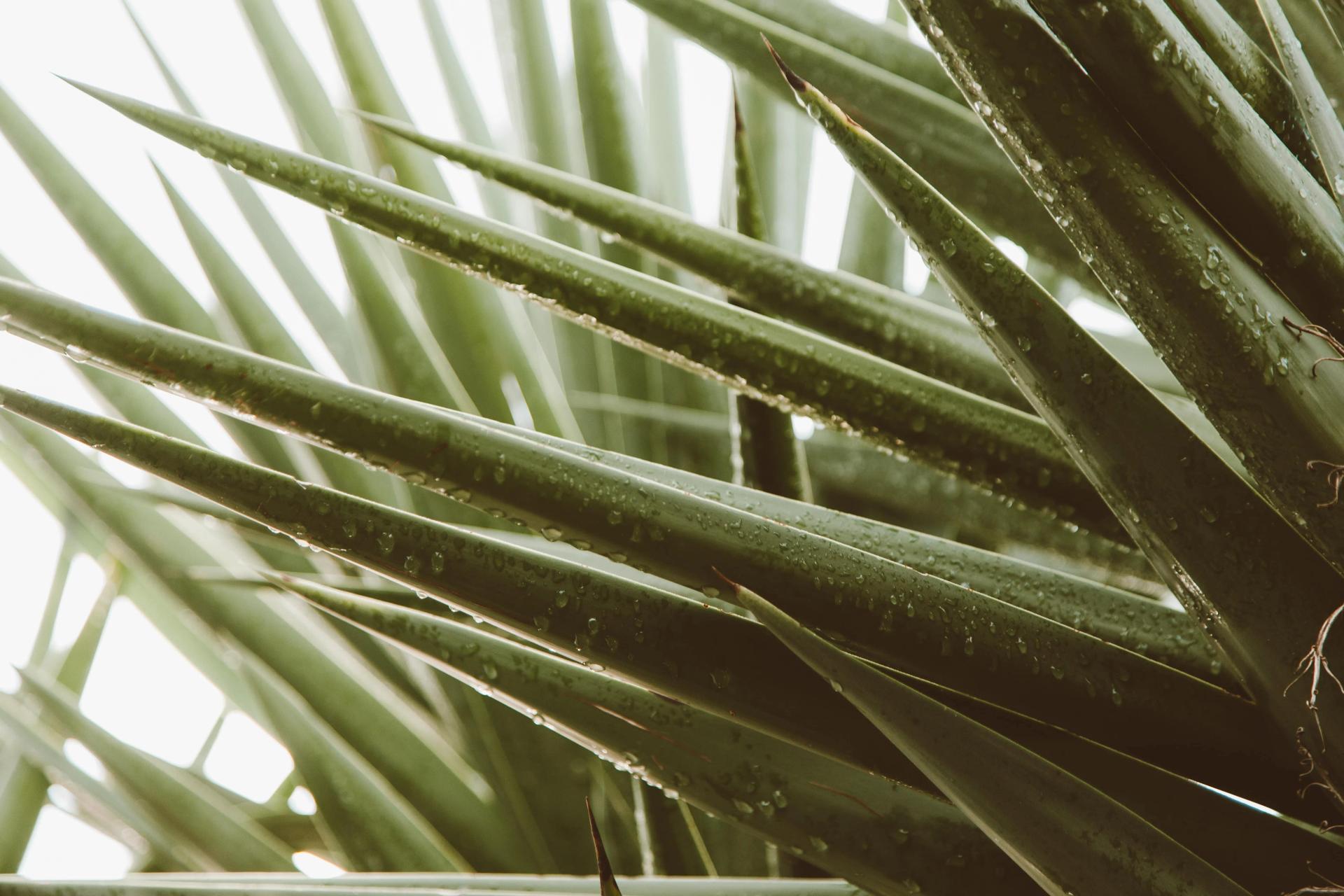 Aloe Vera Darkened Leaves