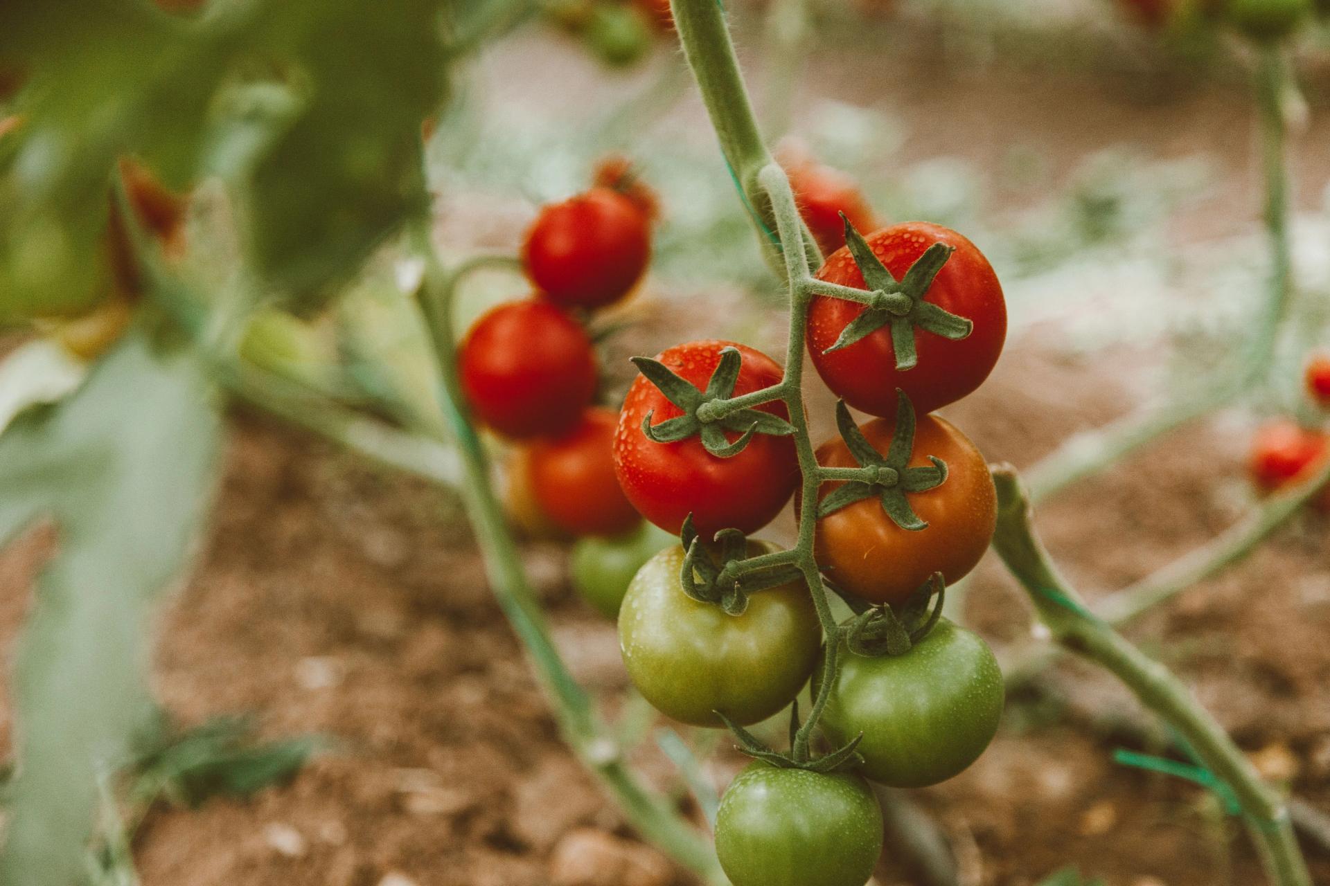 Tomatoes Grown Outdoors