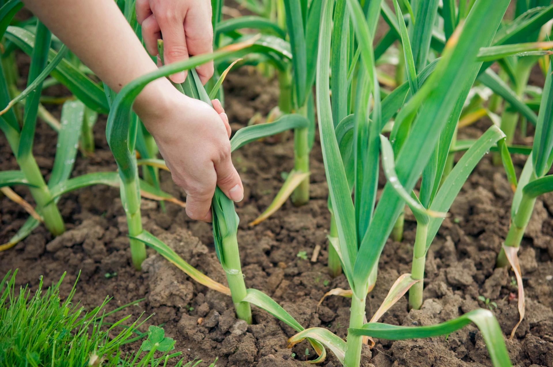 Harvesting Garlic