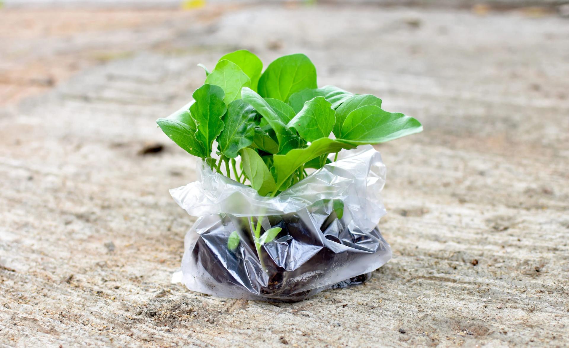 Top DIY Genius Gardening Hacks That Actually Work