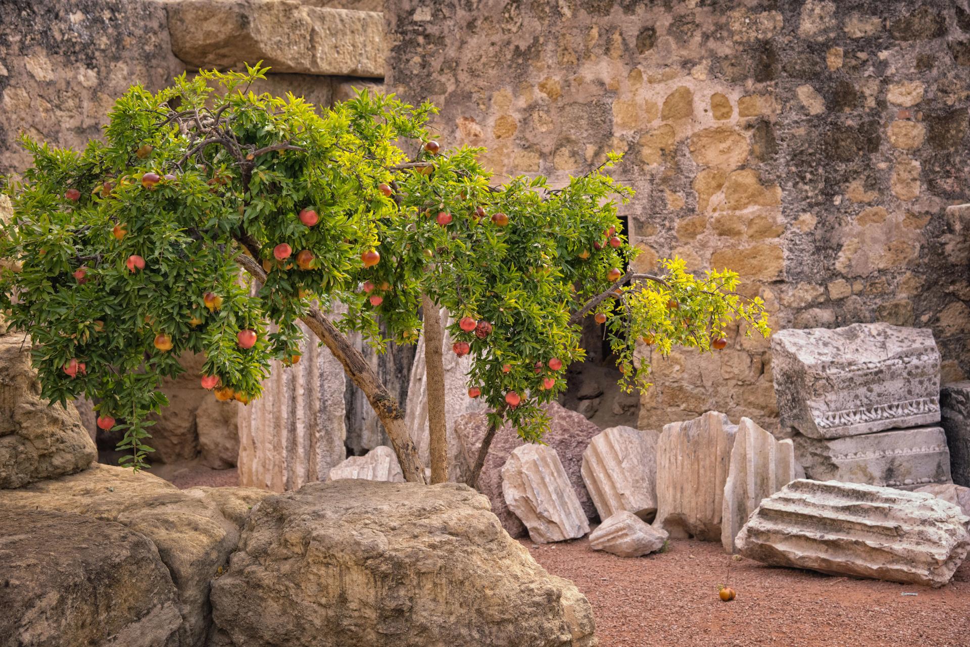 Pomegranate Tree