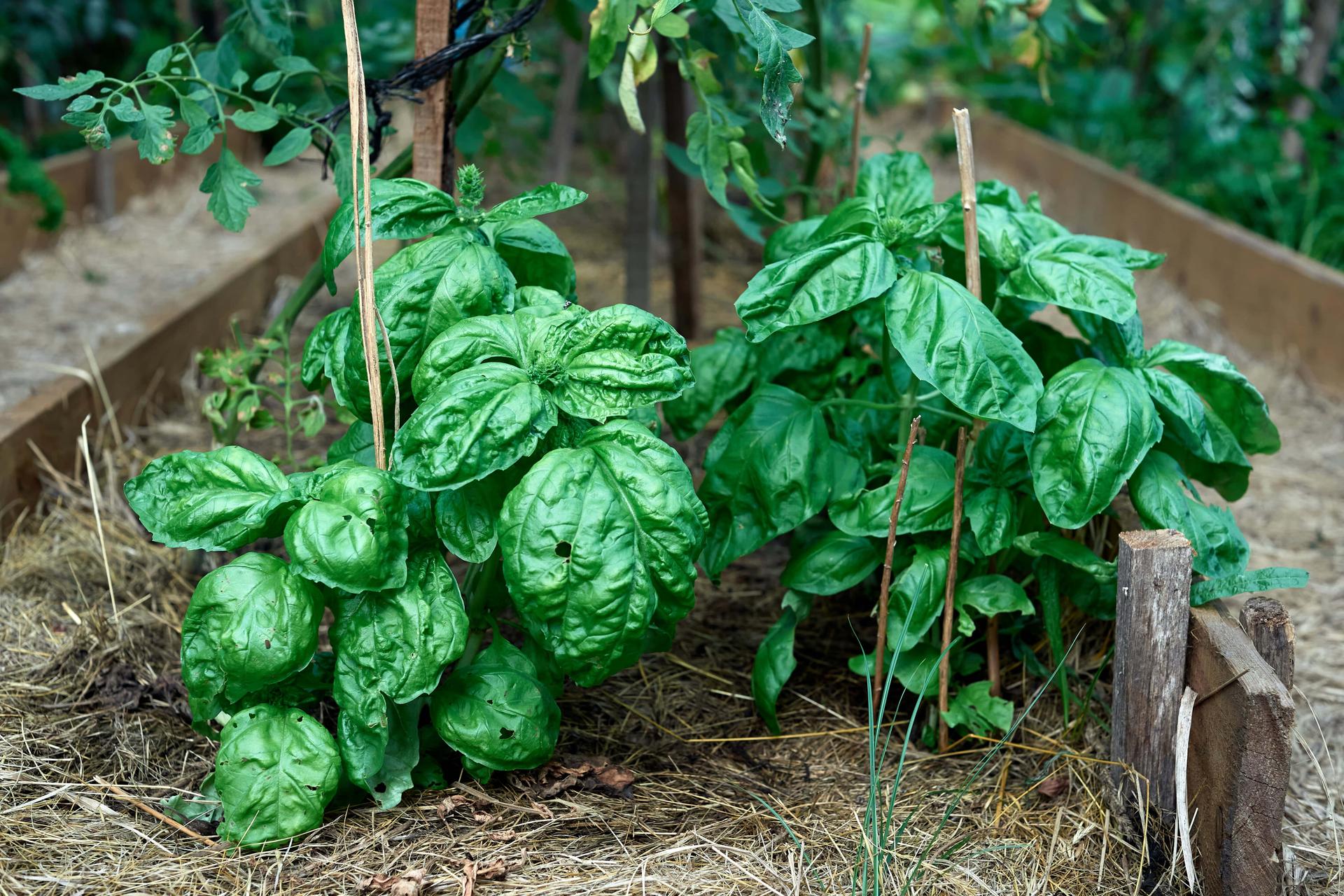Full Guide on Basil Companion Plants