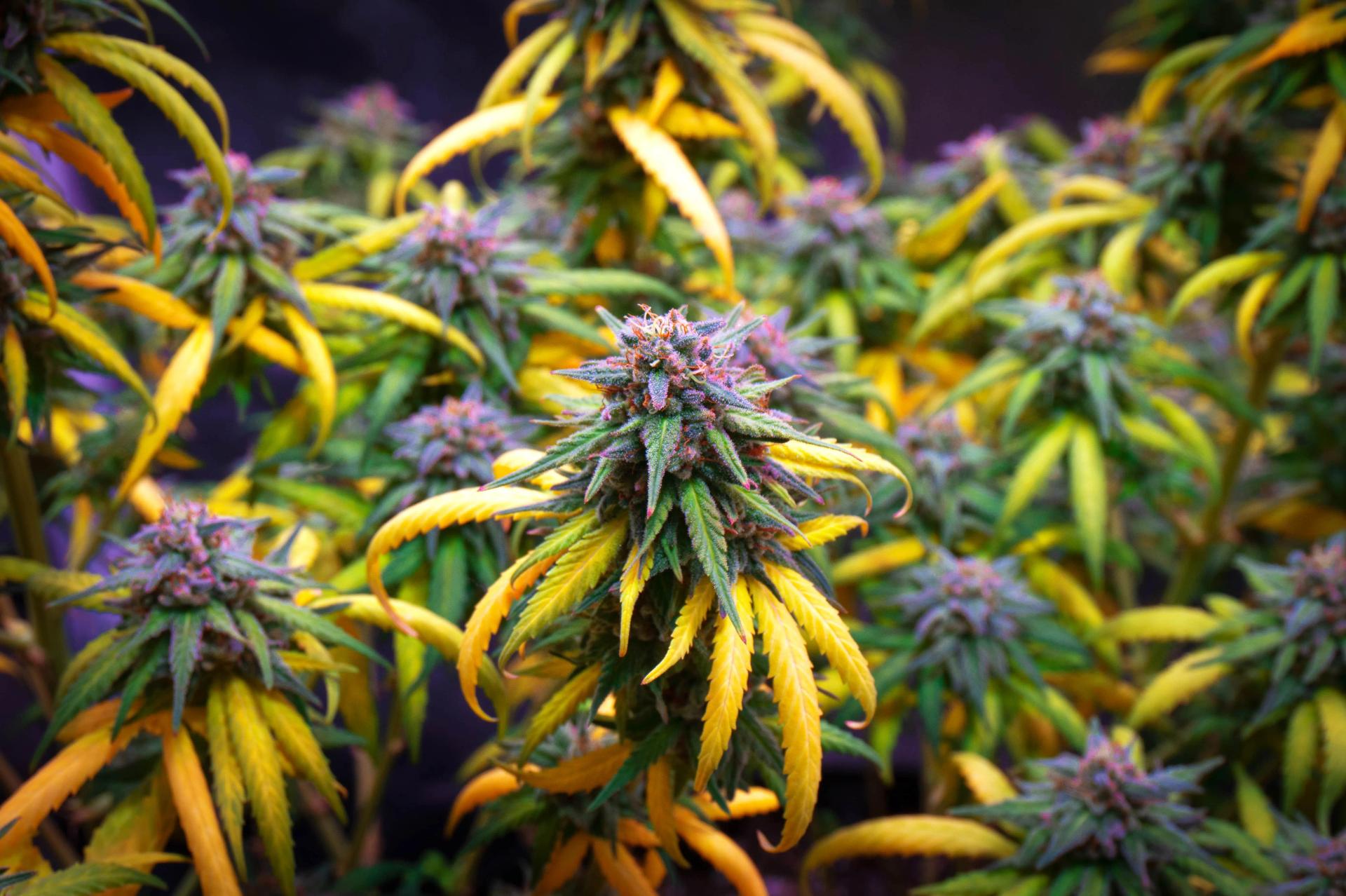 When to Harvest Cannabis? Best Time, Methods, Tips & Key Signs