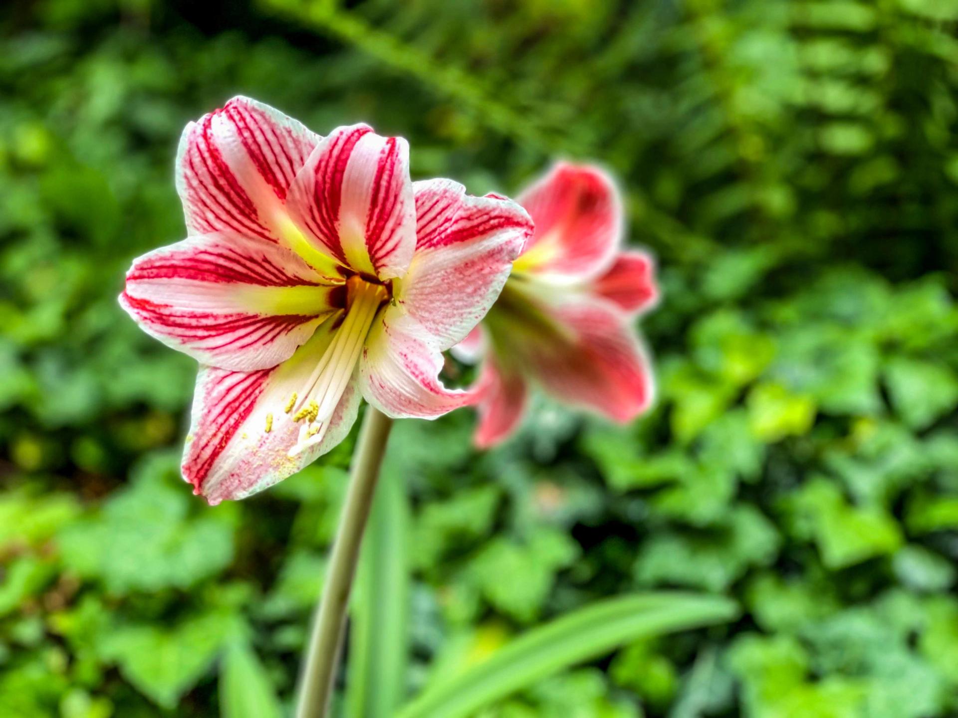 red and white amaryllis close-up.jpg