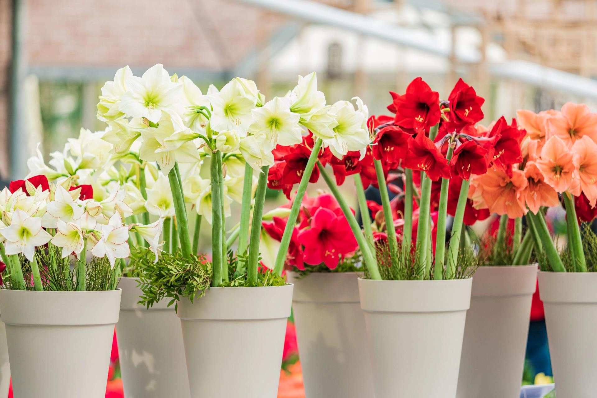 red white and peach amaryllis flowers.jpg