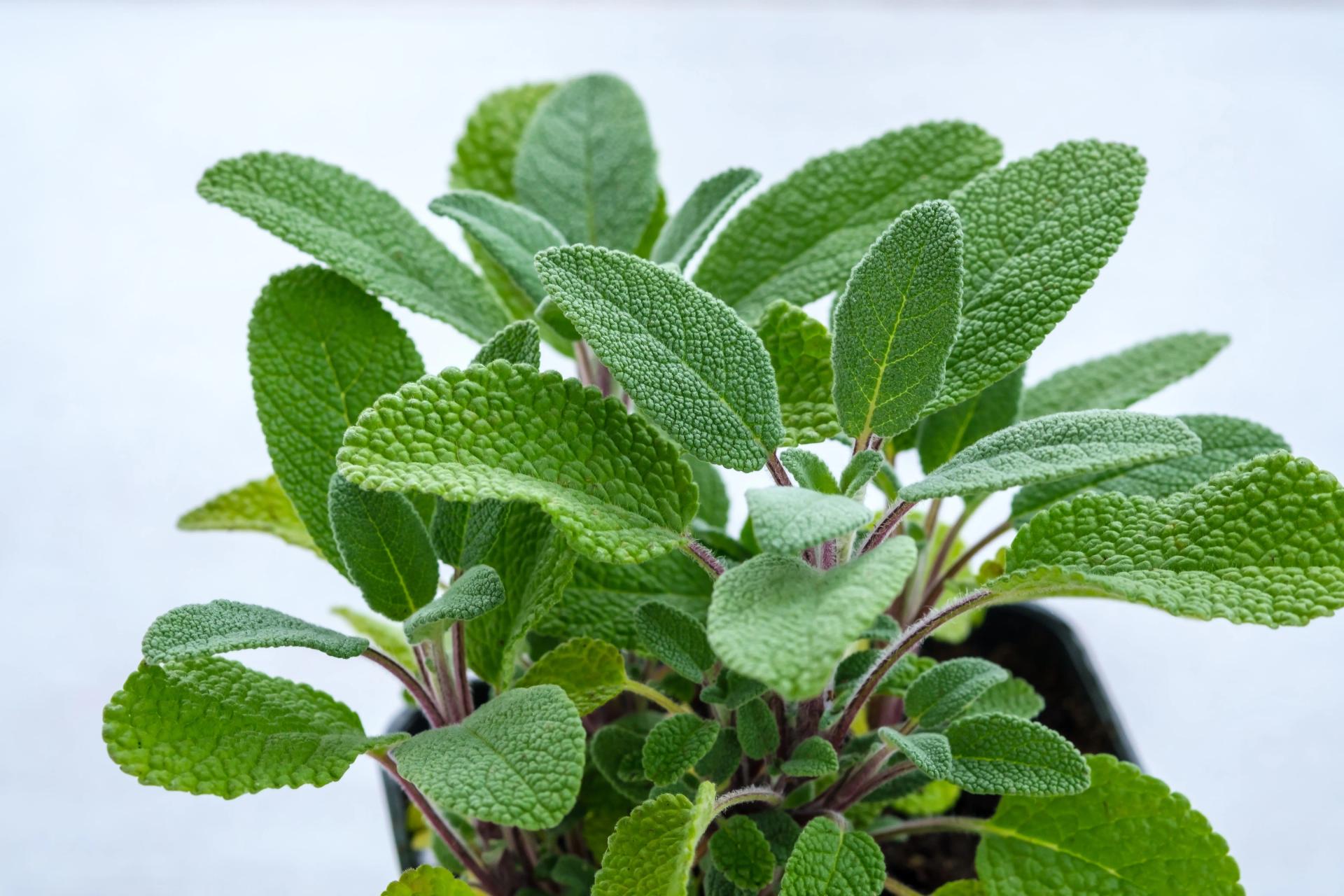 Sage in a Pot