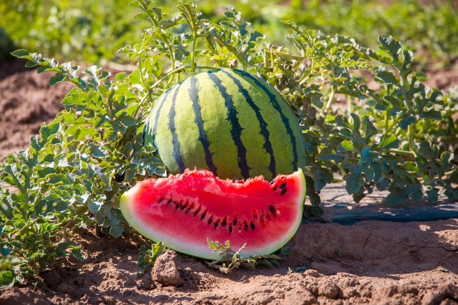 watermelon growing process