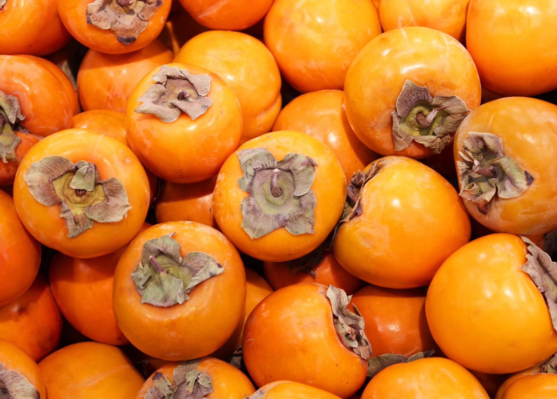 How to Grow Persimmon From Seed Full Fruit Germinating & Growing Guide