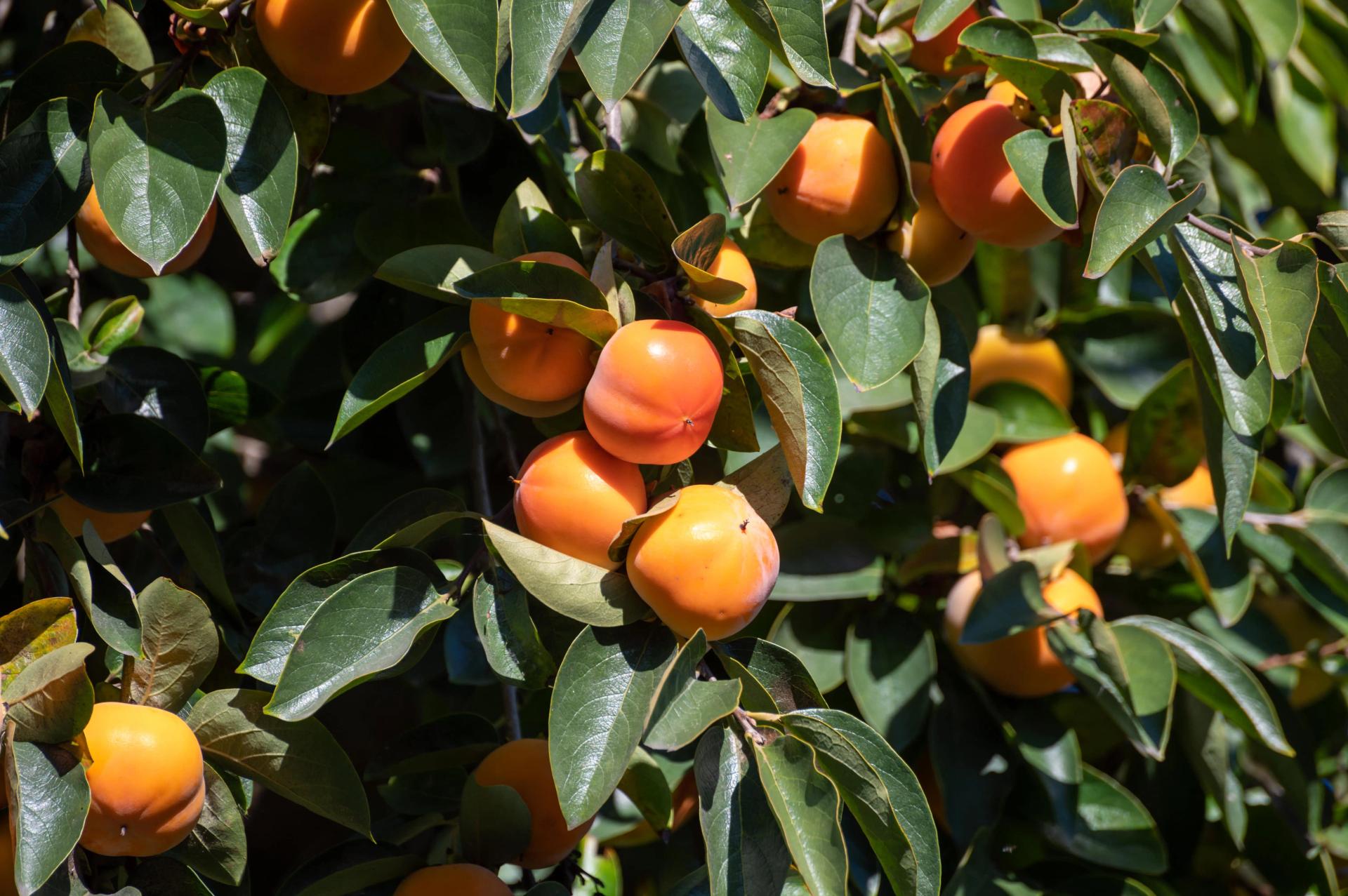 How to Grow Persimmon From Seed Full Fruit Germinating & Growing Guide