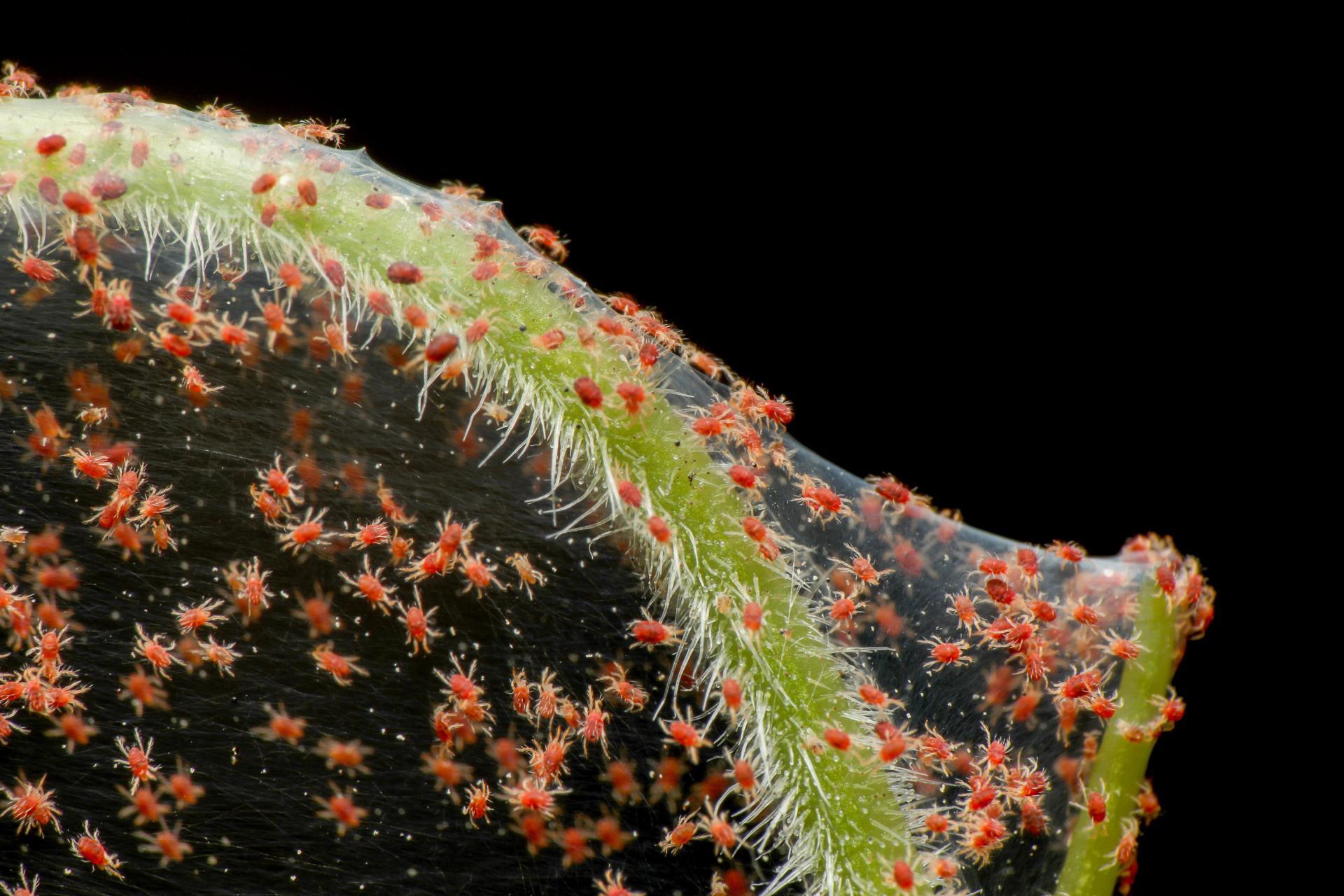 Spider Mites Web