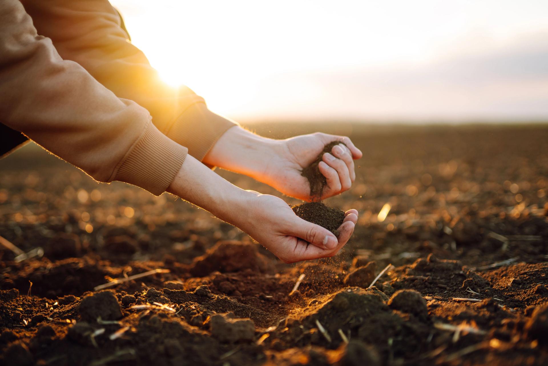 Hands With Soil