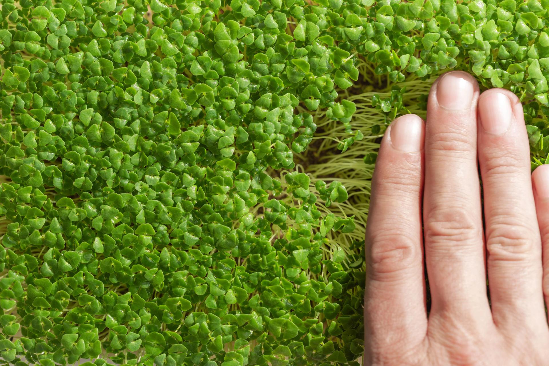 How to Grow Chia Seeds Full Planting, Sprouting & Care Guide (2022)