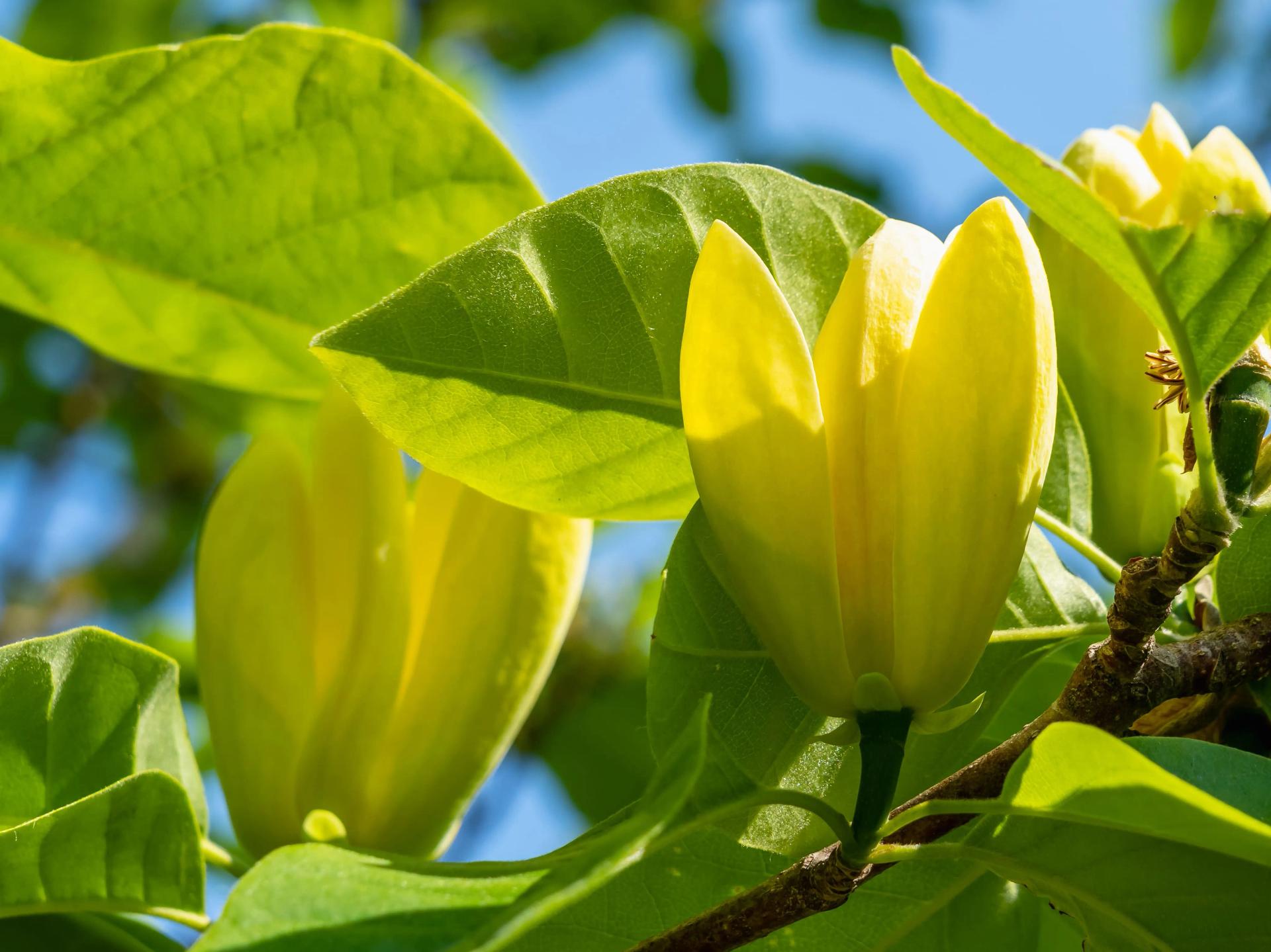 Yellow Magnolia