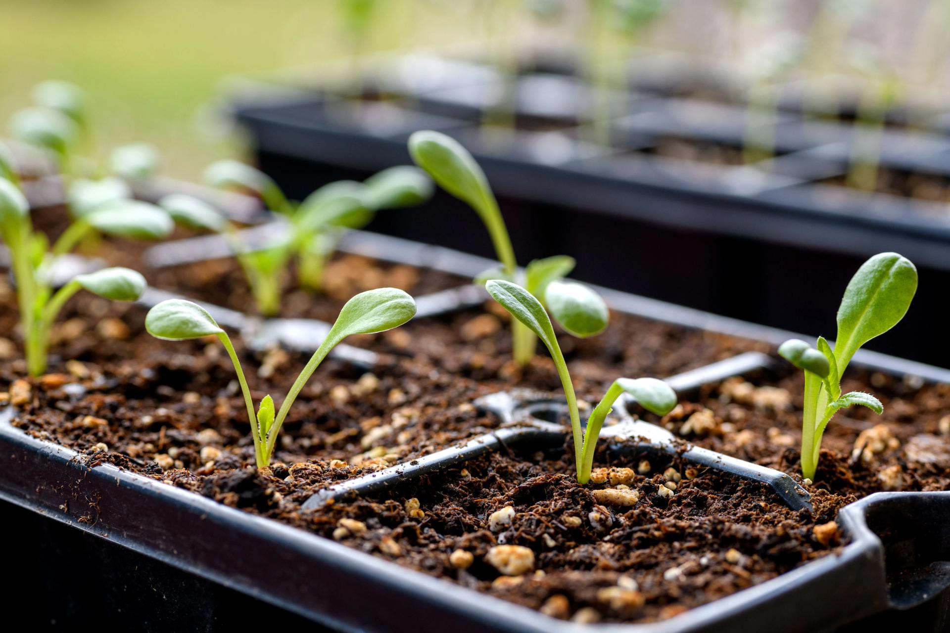 7 DIY Seed Pots From Common Household Items for Starting Seeds Indoors