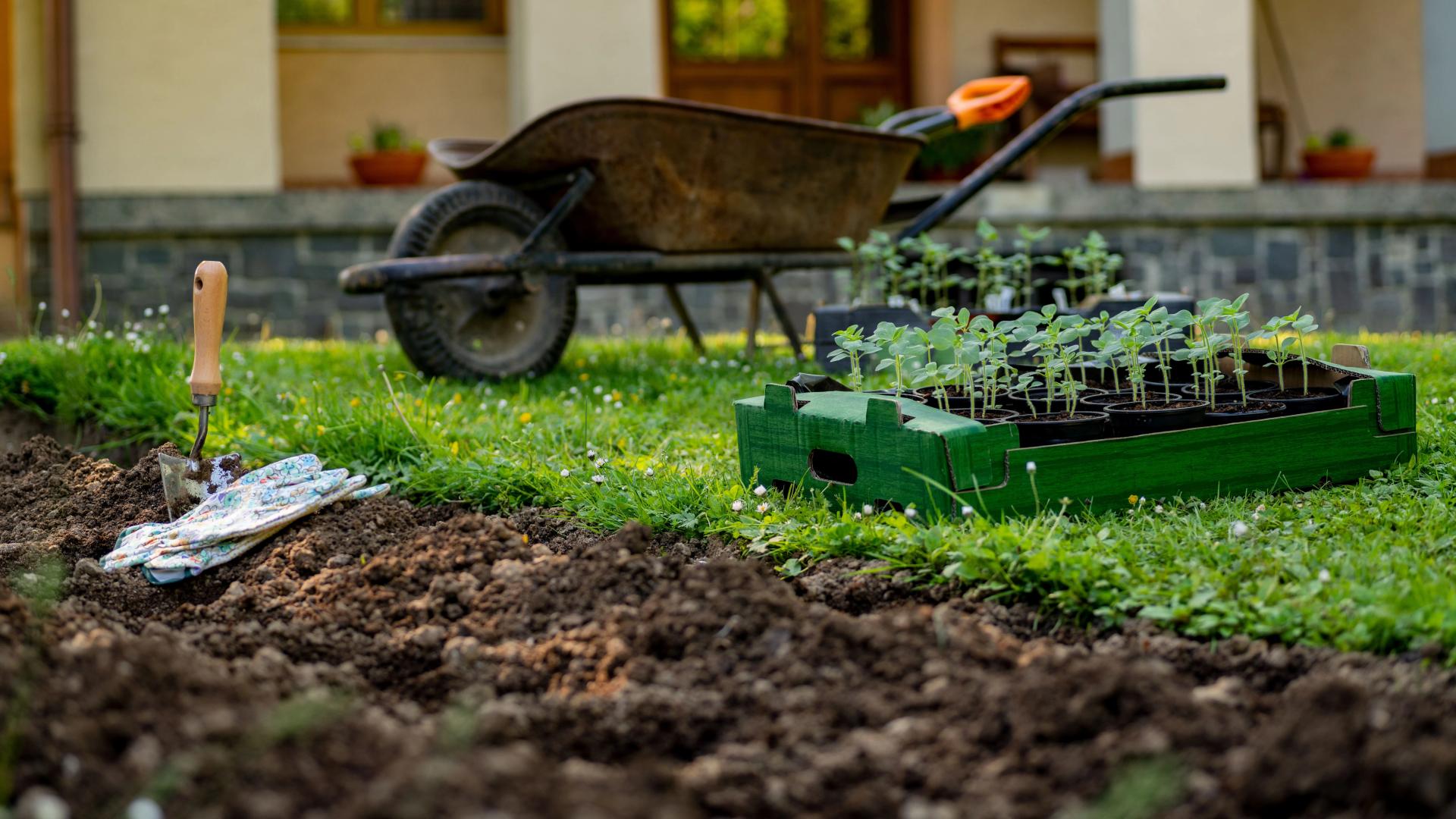 How to Enrich Poor Soil Quality Improvement Ways & Tips for Garden