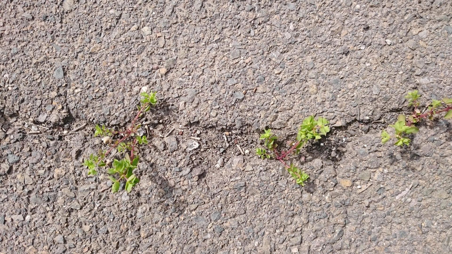 How to Improve Soil Drainage Garden Tips & Methods to Make Drain Better