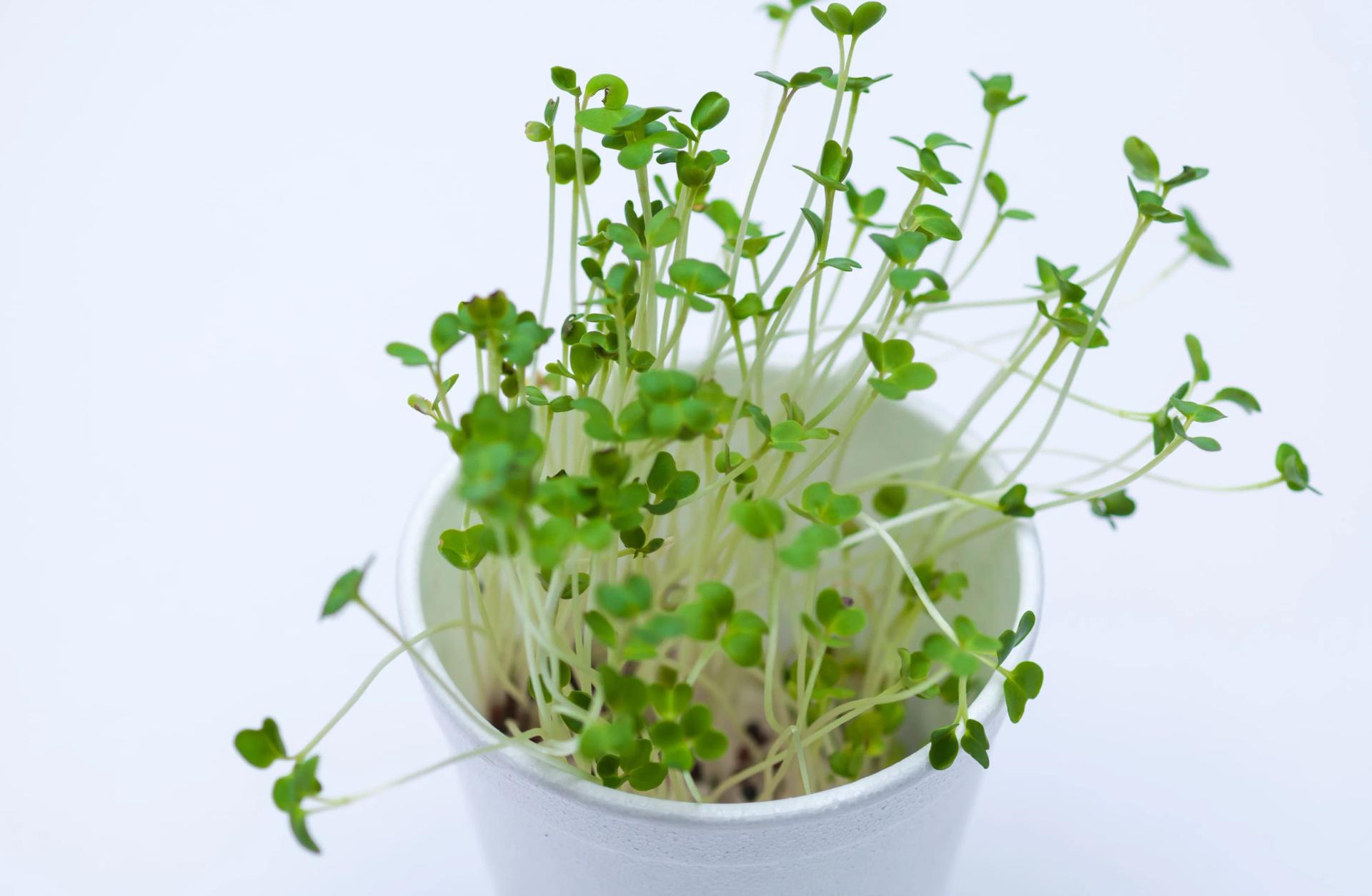 Easy Seeds to Grow In a Cup Full List From Plant Experts