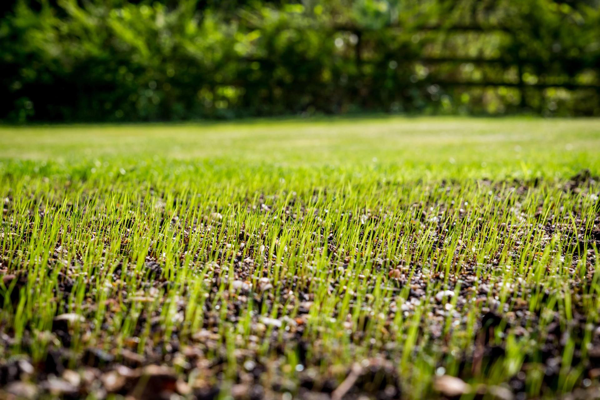 Grass Field