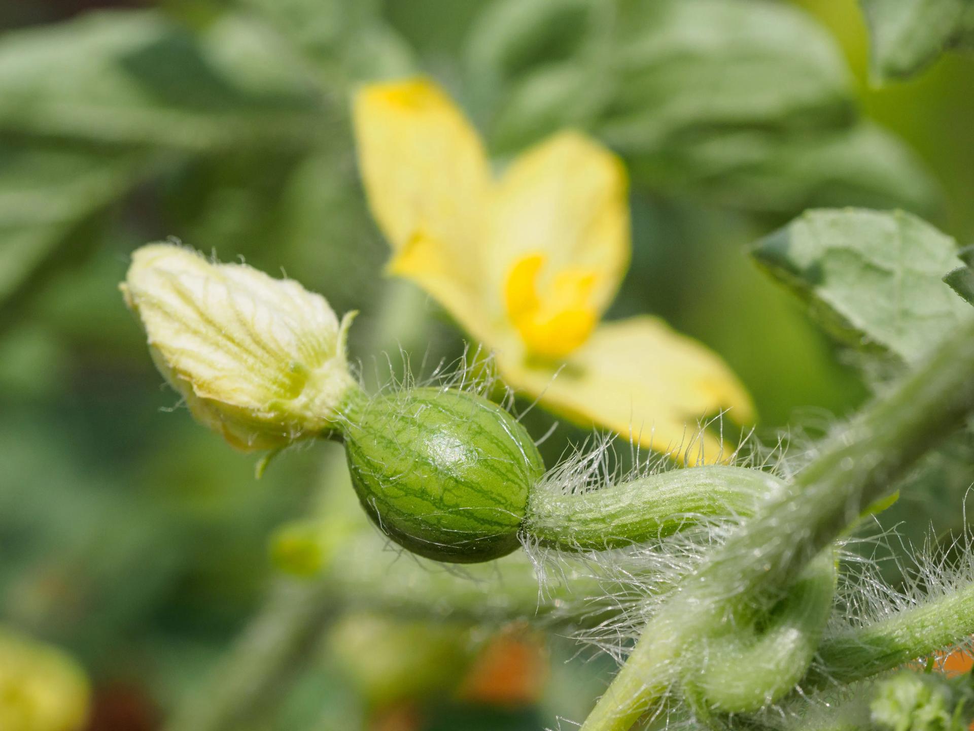 How to Grow Watermelon From Seed