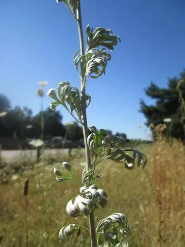 Artemisia absinthium