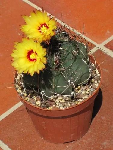 Goat's Horn Cactus