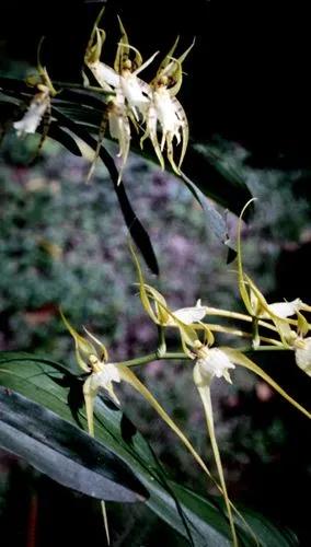 Spider Orchid