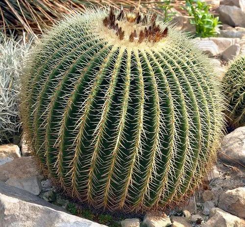 Golden Barrel Cactus