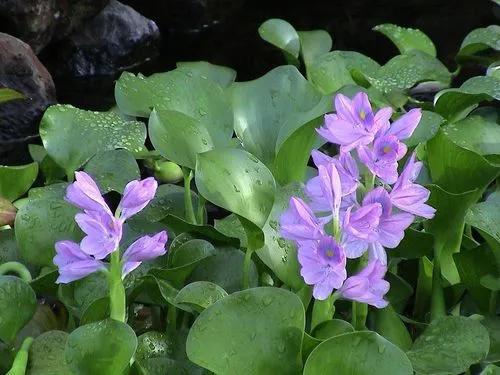 Common Water Hyacinth