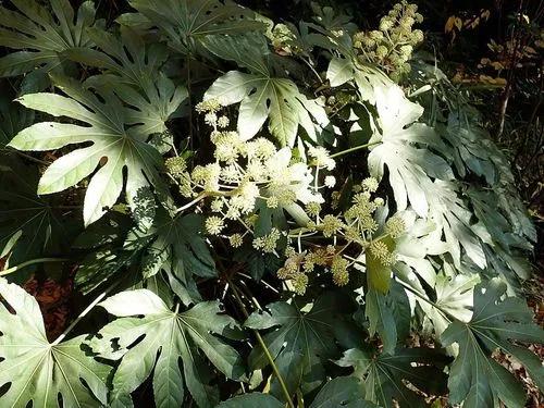 Japanese aralia