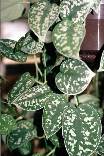 Satin Pothos